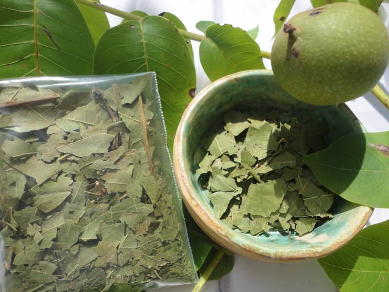 61yxb_1615805872_2673 kurutulmuş ceviz yaprakları hava almayan bir yerde muhafaza edilmeli