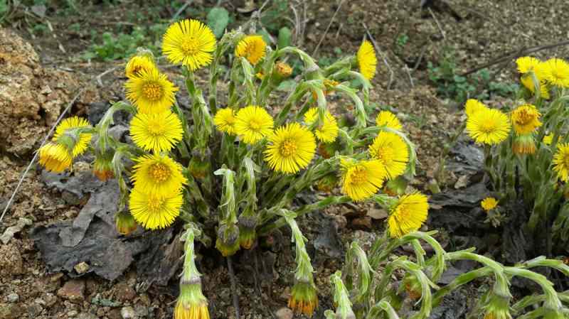 öksürük otu kaynatılıp tüketilir