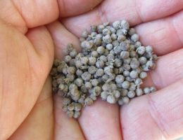 Hayıt tohumunun faydaları saraçoğlu